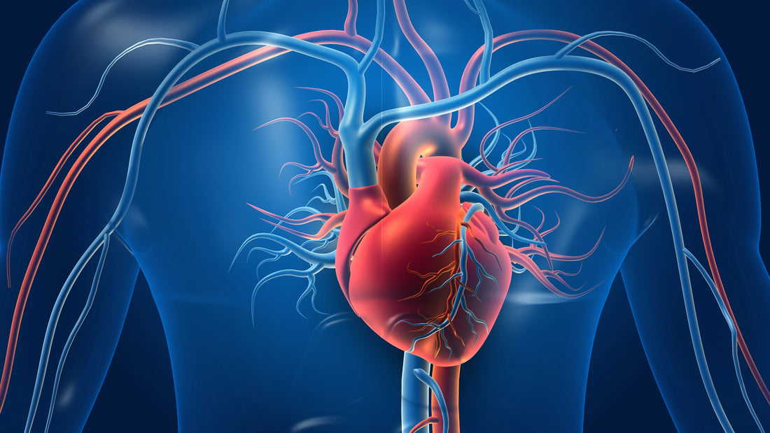 blog-1-1 Hydration and Cardiovascular Health: How Water Supports Heart Function – ION8